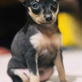 щенки  русский тойтерьер