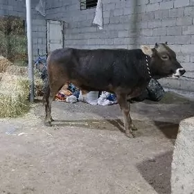 arassa swet tohum okuzce