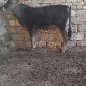 A OKÜZ ŞWES TOHUM ARASSA