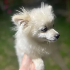 Пемеранский Шпиц