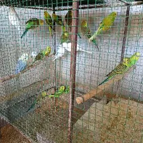 popugaylar   kepderler