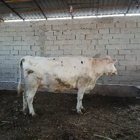 arassa kantga  sygyr