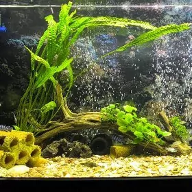 Akwarium koryaga agac
