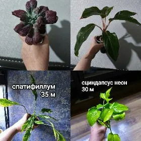 филодендрон, аглаонема