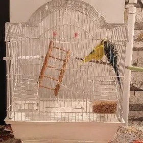 попугай и клетка