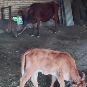 голели сыгыр