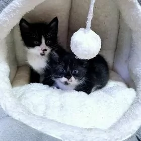 отдам ласковых игривых котят