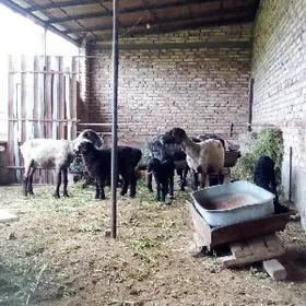 Guzyly Goýunlar 3 sany