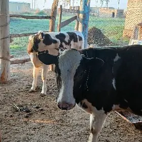 öküz bilen gunajyn