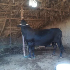 BAKYLYP...DYRAH...OKYZ