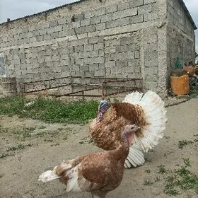 Owgan induk yumurtga