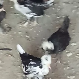 карлик жужелер