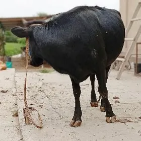 Баклык унажынлар