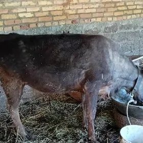 богаз швет парода