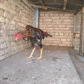 байес джудже