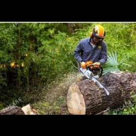 Agaç bag kesýançiler gyrkýançy