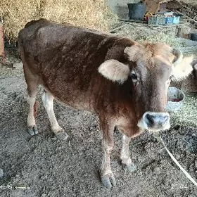 1 guzlan gysyr Sygyr