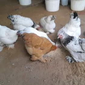 brama towuklar 5sany