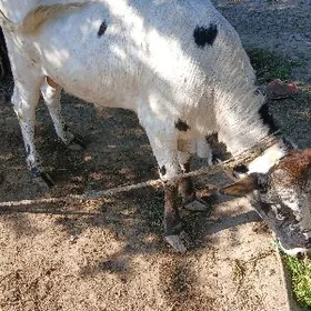 Окуз тохум Бамы