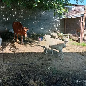 1guzlan.tuwe.hem.işşek