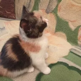 Девочка,,Маркиза"