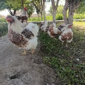 wyandotte beloe zoloto