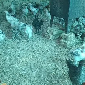 болгар жуже