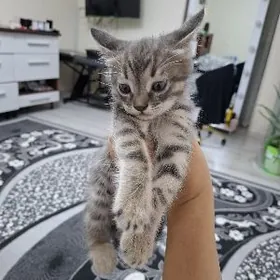 pisik pishijek mugt котёнок