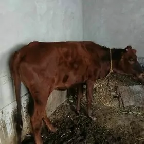 Сатлык унажын!