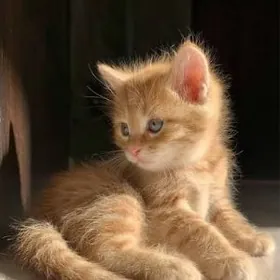 Рыжий котёнок