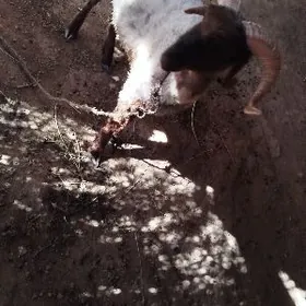 goç             koçkar