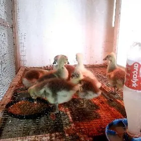 GUS GAZ ORDEK ГУСЯТА