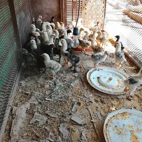 mesni Juke 25 günlük