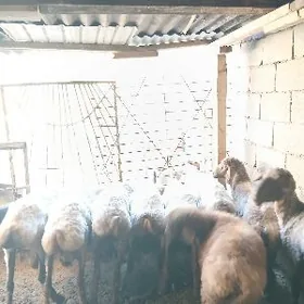 Goyun Gurbanlyk janly