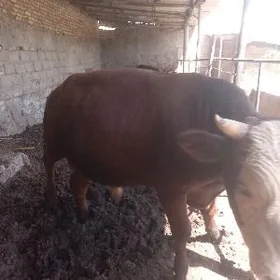 öküzler we unajynlar