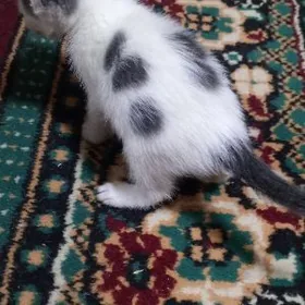 отдам котят