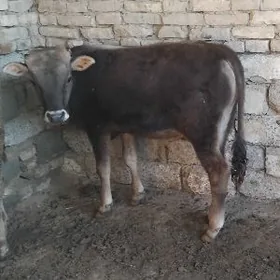 TOHIM OKÛZ ŞWES ARASSA