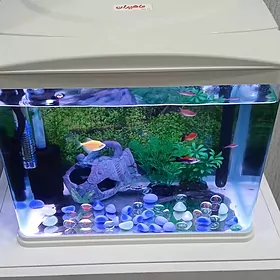 akwarium zawodskoy аквариум