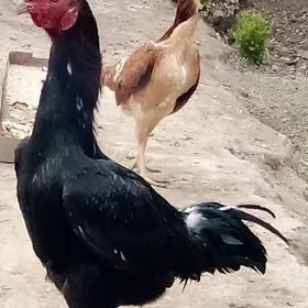 Toşgent horaz