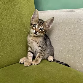 котята домашние