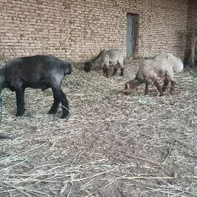 kockar