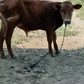 окуз кубин тонум