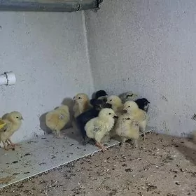 balakly jüýje we prastoý jüýje