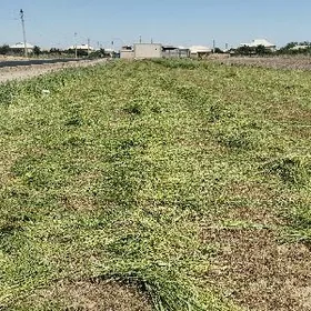 mal üçin ýorunja haşally ot