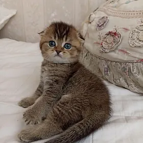 шотландскийе котята