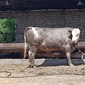 сментал окузлер