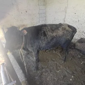 okz bakda durn 1 yasap gecn