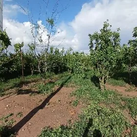 Satlyk Buzmeyin jemagat