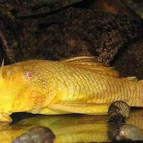 сомики альбиносы