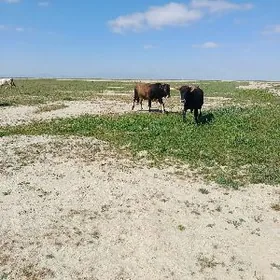 Öküz we göleli sygyr